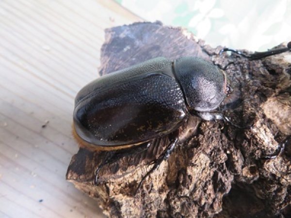 画像4: 新成虫☆F3☆モロンシロカブト♂77ミリ♀59ミリペア販売！！ (4)