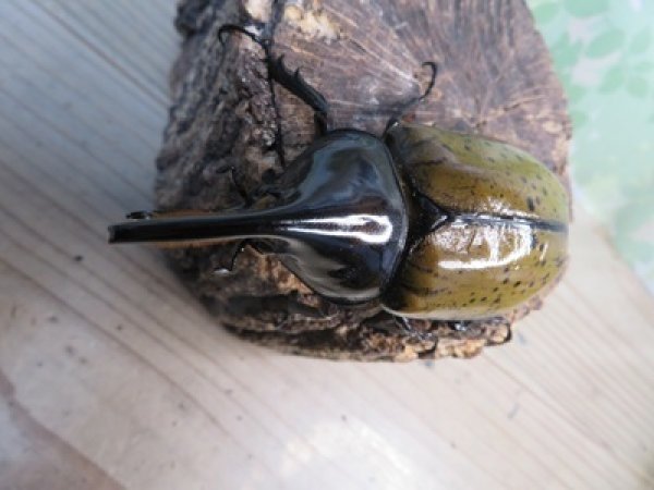 画像2: 新成虫☆F3☆モロンシロカブト♂80ミリ♀61ミリペア販売！！ (2)