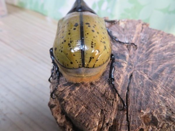 画像3: 新成虫☆F3☆モロンシロカブト♂80ミリ♀61ミリペア販売！！ (3)