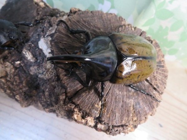 画像2: 新成虫☆F3☆モロンシロカブト♂77ミリ♀59ミリペア販売！！ (2)