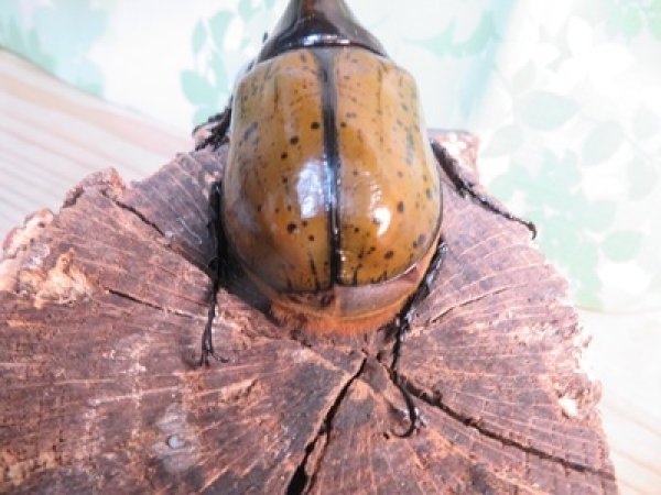 画像3: 新成虫☆F3☆モロンシロカブト♂77ミリ♀59ミリペア販売！！ (3)