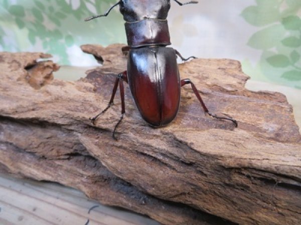 画像3: ☆新成虫☆マンディブラリスフタマタクワガタ（原名亜種）♂78ミリ♀44ミリペア販売！！ (3)