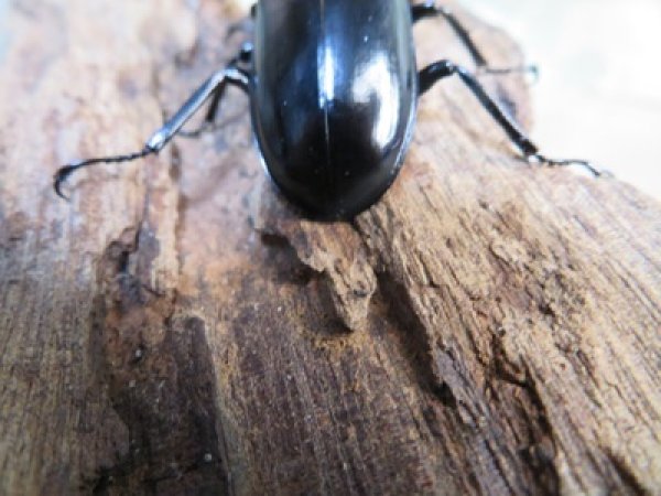画像3: 26年種親用☆D V産☆ウエストウッディ オオシカクワガタ♂49ミリ♀42ミリ別血統サービスペア販売！！ (3)