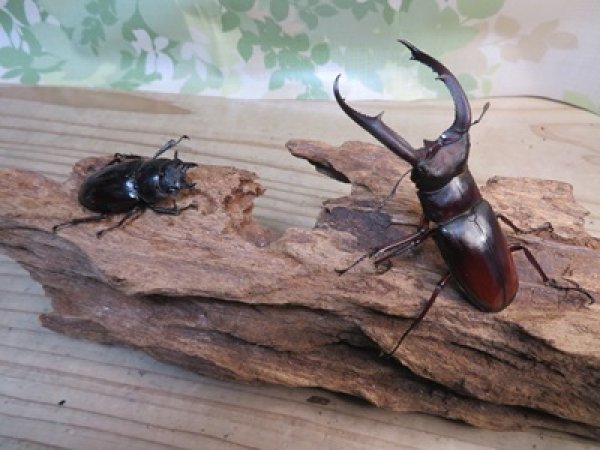 画像5: ☆新成虫☆マンディブラリスフタマタクワガタ（原名亜種）♂78ミリ♀44ミリペア販売！！ (5)