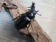 画像5: ☆新成虫☆ギラファノコギリクワガタ（亜種ケイスケ）♂103ミリ♀52ミリペア＋♀50ミリ計3頭トリオ販売！！ (5)