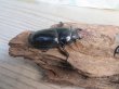 画像4: ☆新成虫☆パラワンオオヒラタクワガタ♂89ミリ♀48ミリペア販売！！ (4)