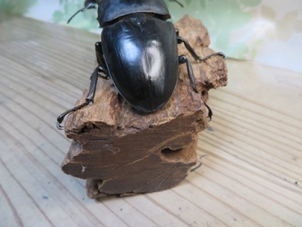 画像3: ☆新成虫☆パラワンオオヒラタクワガタ♂95ミリ♀45ミリペア販売！！ (3)