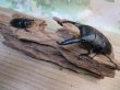 画像5: ☆新成虫☆パラワンオオヒラタクワガタ♂95ミリ♀45ミリペア販売！！ (5)