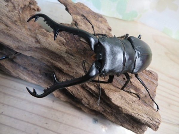 画像2: ☆新成虫☆ギラファノコギリクワガタ（亜種ケイスケ）♂103ミリ♀52ミリペア＋♀50ミリ計3頭トリオ販売！！ (2)