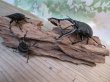画像6: ☆新成虫☆ギラファノコギリクワガタ（亜種ケイスケ）♂103ミリ♀52ミリペア＋♀50ミリ計3頭トリオ販売！！ (6)