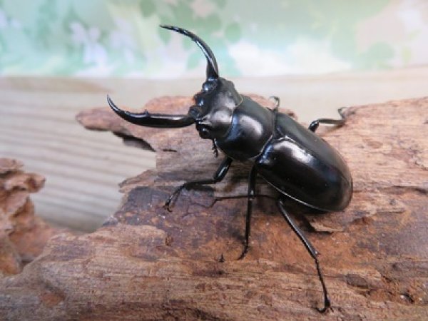 画像1: 26年種親用☆D V産☆ウエストウッディ オオシカクワガタ♂49ミリ♀42ミリ別血統サービスペア販売！！ (1)