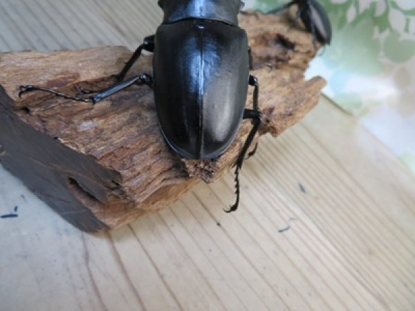 画像3: ☆新成虫☆ギラファノコギリクワガタ（亜種ケイスケ）♂103ミリ♀52ミリペア＋♀50ミリ計3頭トリオ販売！！ (3)