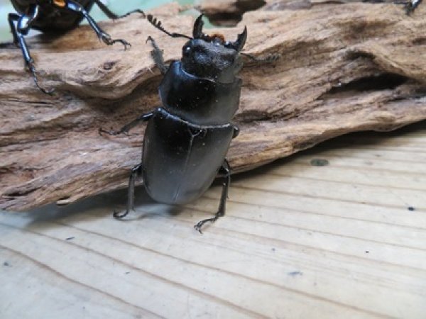 画像4: ☆新成虫☆ギラファノコギリクワガタ（亜種ケイスケ）♂103ミリ♀52ミリペア＋♀50ミリ計3頭トリオ販売！！ (4)
