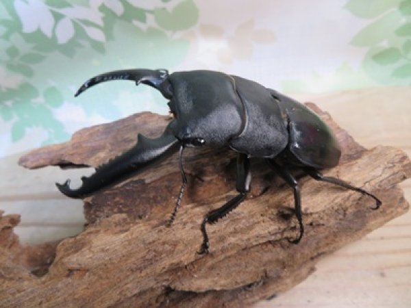 画像1: ☆新成虫☆パラワンオオヒラタクワガタ♂95ミリ♀45ミリペア販売！！ (1)