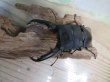 画像2: ☆新成虫☆パラワンオオヒラタクワガタ♂95ミリ♀45ミリペア販売！！ (2)