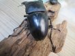 画像3: ☆新成虫☆パラワンオオヒラタクワガタ♂89ミリ♀48ミリペア販売！！ (3)