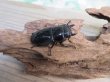 画像4: ☆新成虫☆パラワンオオヒラタクワガタ♂95ミリ♀45ミリペア販売！！ (4)