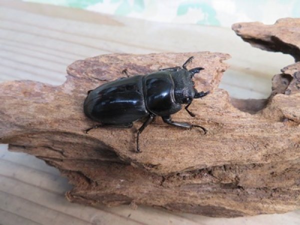 画像4: ☆新成虫☆パラワンオオヒラタクワガタ♂95ミリ♀45ミリペア販売！！ (4)