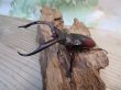 画像1: ☆新成虫☆マンディブラリスフタマタクワガタ（原名亜種）♂78ミリ♀44ミリペア販売！！ (1)