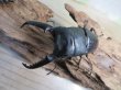 画像2: ☆新成虫☆パラワンオオヒラタクワガタ♂89ミリ♀48ミリペア販売！！ (2)