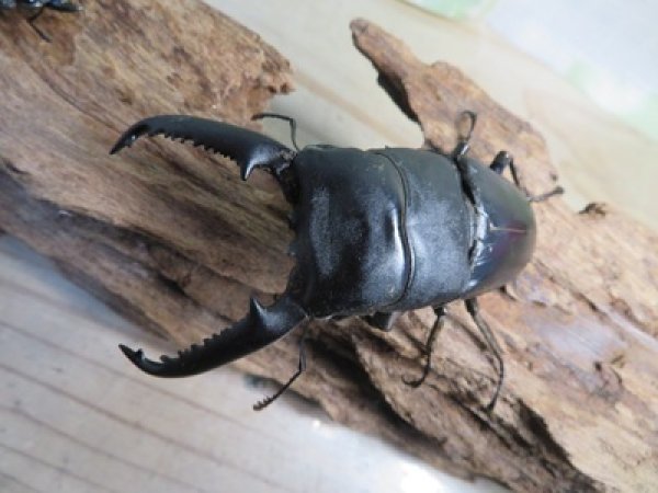 画像2: ☆新成虫☆パラワンオオヒラタクワガタ♂89ミリ♀48ミリペア販売！！ (2)