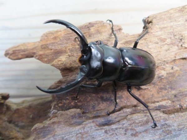 画像2: 26年種親用☆D V産☆ウエストウッディ オオシカクワガタ♂49ミリ♀42ミリ別血統サービスペア販売！！ (2)