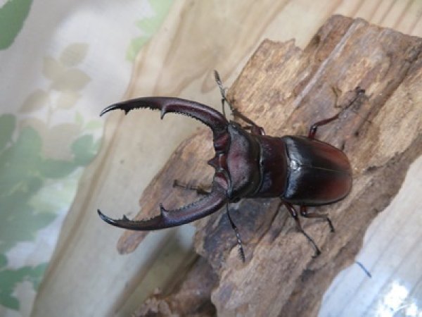画像2: ☆新成虫☆マンディブラリスフタマタクワガタ（原名亜種）♂78ミリ♀44ミリペア販売！！ (2)