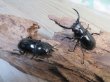 画像5: 26年種親用☆D V産☆ウエストウッディ オオシカクワガタ♂49ミリ♀42ミリ別血統サービスペア販売！！ (5)