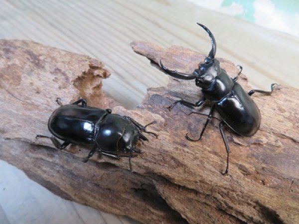 画像5: 26年種親用☆D V産☆ウエストウッディ オオシカクワガタ♂49ミリ♀42ミリ別血統サービスペア販売！！ (5)