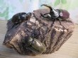 画像6: ☆新成虫☆グラントシロカブト♂70ミリ♀50ミリペア＋♀50ミリ計3頭トリオ販売！！ (6)