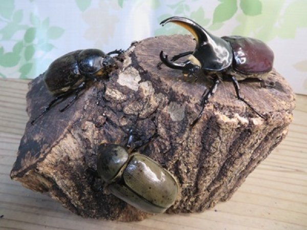 画像6: ☆新成虫☆グラントシロカブト♂70ミリ♀50ミリペア＋♀50ミリ計3頭トリオ販売！！ (6)