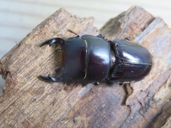 画像2: 稀少新成虫☆WF4☆スキットオオクワガタ♂33.2ミリ♀27.6ミリペア販売！！ (2)