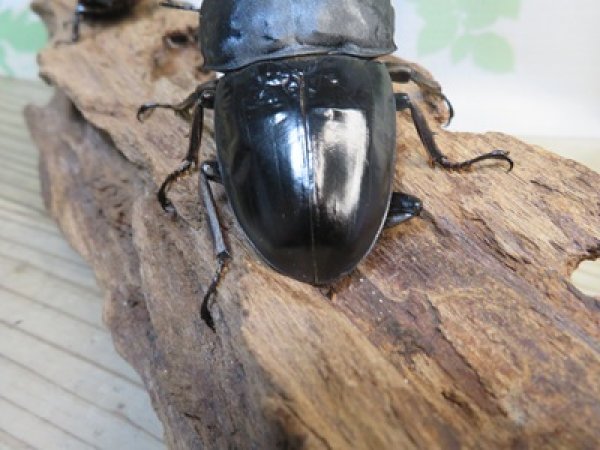 画像3: 新成虫☆アチェ産☆スマトラオオヒラタクワガタ♂-B87ミリ♀49ミリペア販売！！ (3)