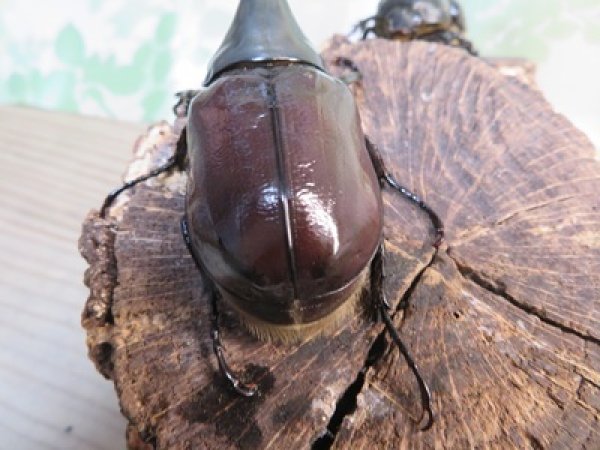 画像3: ☆新成虫☆グラントシロカブト♂70ミリ♀50ミリペア＋♀50ミリ計3頭トリオ販売！！ (3)