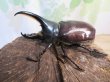 画像1: ☆新成虫☆グラントシロカブト♂70ミリ♀50ミリペア＋♀50ミリ計3頭トリオ販売！！ (1)