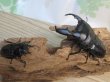 画像5: 新成虫☆アチェ産☆スマトラオオヒラタクワガタ♂-B87ミリ♀49ミリペア販売！！ (5)