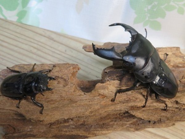 画像5: 新成虫☆アチェ産☆スマトラオオヒラタクワガタ♂-B87ミリ♀49ミリペア販売！！ (5)