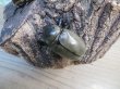 画像5: ☆新成虫☆グラントシロカブト♂70ミリ♀50ミリペア＋♀50ミリ計3頭トリオ販売！！ (5)
