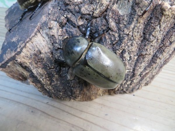 画像5: ☆新成虫☆グラントシロカブト♂70ミリ♀50ミリペア＋♀50ミリ計3頭トリオ販売！！ (5)