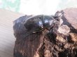 画像4: ☆新成虫☆グラントシロカブト♂70ミリ♀50ミリペア＋♀50ミリ計3頭トリオ販売！！ (4)