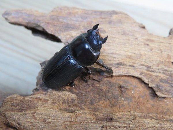 画像4: 稀少新成虫☆WF4☆スキットオオクワガタ♂33.2ミリ♀27.6ミリペア販売！！ (4)