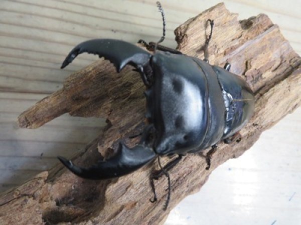 画像2: 新成虫☆アチェ産☆スマトラオオヒラタクワガタ♂-B87ミリ♀49ミリペア販売！！ (2)