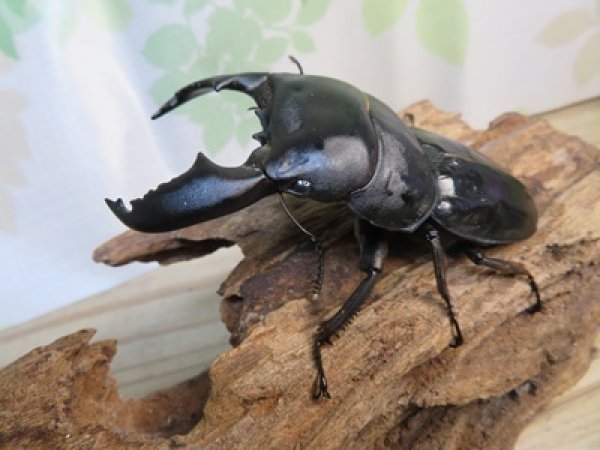 画像1: 新成虫☆アチェ産☆スマトラオオヒラタクワガタ♂-B87ミリ♀49ミリペア販売！！ (1)