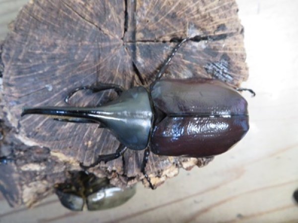 画像2: ☆新成虫☆グラントシロカブト♂70ミリ♀50ミリペア＋♀50ミリ計3頭トリオ販売！！ (2)