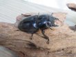 画像4: 新成虫☆アチェ産☆スマトラオオヒラタクワガタ♂-B87ミリ♀49ミリペア販売！！ (4)