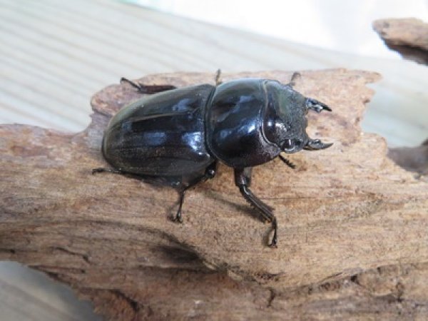 画像4: 新成虫☆アチェ産☆スマトラオオヒラタクワガタ♂-B87ミリ♀49ミリペア販売！！ (4)