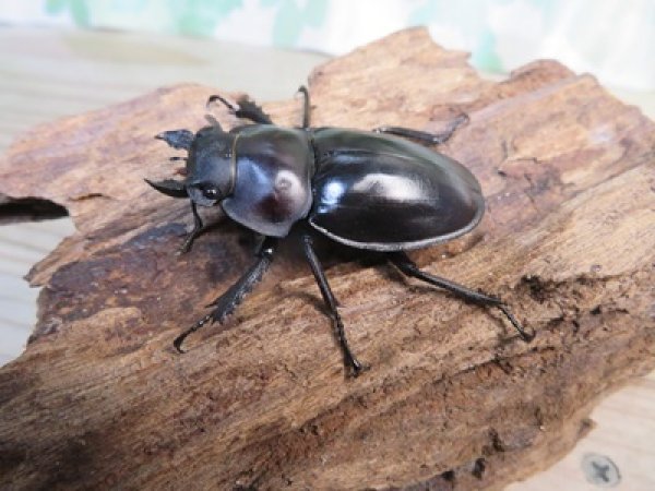 画像1: ☆新成虫☆ヤエヤママルバネクワガタ♀46ミリ単品販売！！ (1)