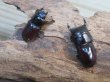 画像5: 稀少種☆WF3☆カツラオオクワガタssp♂30.2ミリ♀25.3ミリ新成虫ペア販売！！ (5)