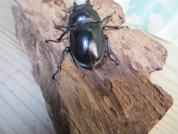 画像3: ☆新成虫☆ヤエヤママルバネクワガタ♀46ミリ単品販売！！ (3)