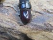 画像3: 稀少種☆WF3☆カツラオオクワガタssp♂30.2ミリ♀25.3ミリ新成虫ペア販売！！ (3)